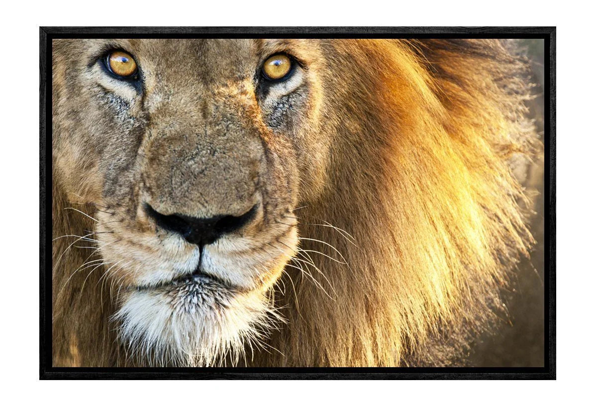 Lion | Canvas Wall Art Print - Final Touch Decor