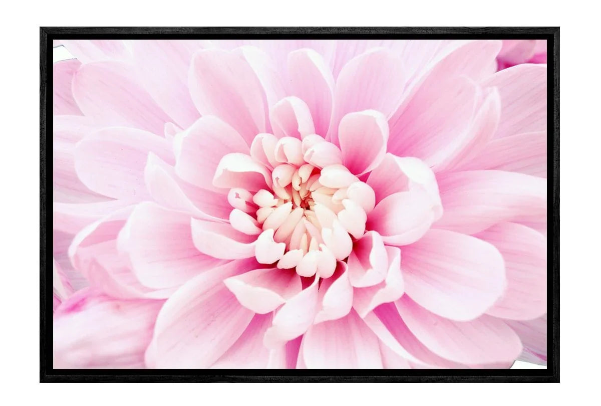 Pink Bloom | Floral Canvas Art Print - Final Touch Decor