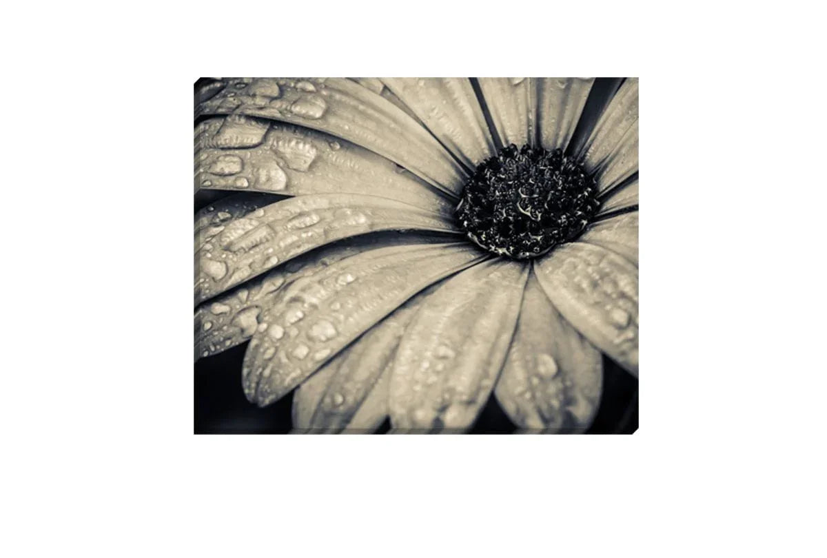 Black and White Daisy | Floral Canvas Wall Art Print - Final Touch Decor