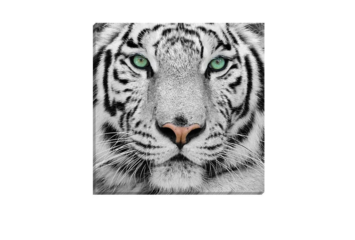 White Tiger | Canvas Art Print - Final Touch Decor