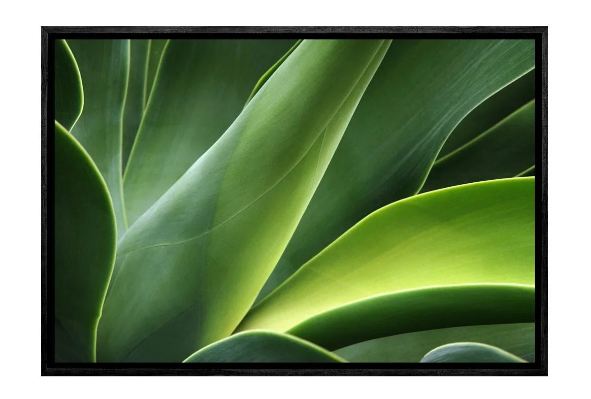 Green Agava | Canvas Art Print - Final Touch Decor
