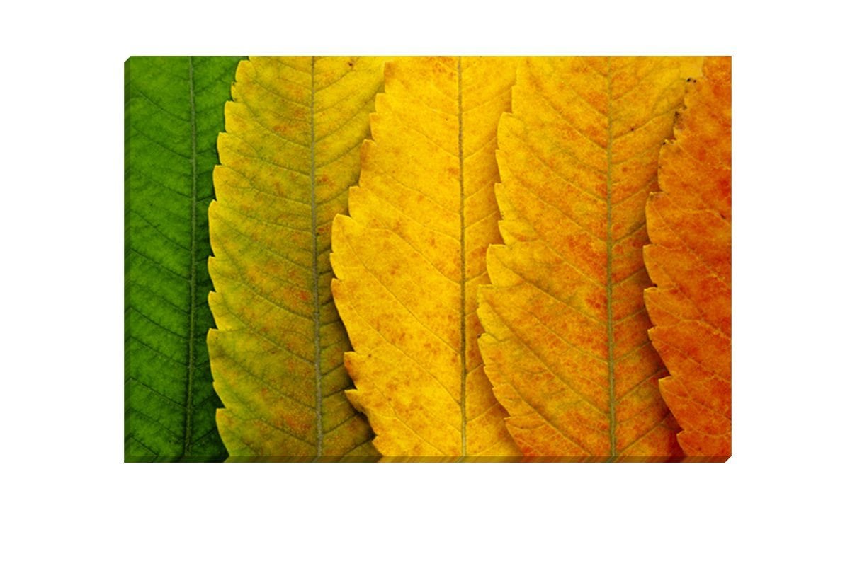 Leaves Close-up | Canvas Art Print - Final Touch Decor