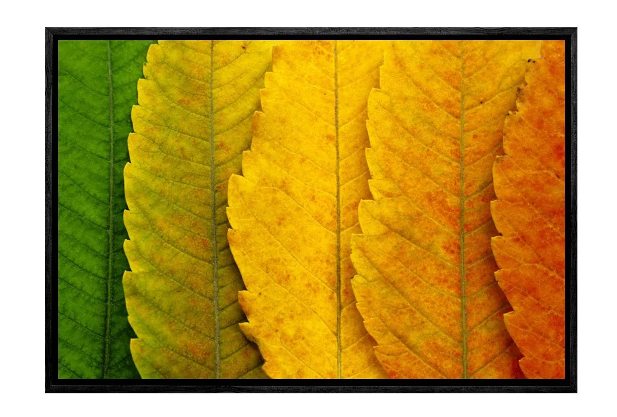 Leaves Close-up | Canvas Art Print - Final Touch Decor