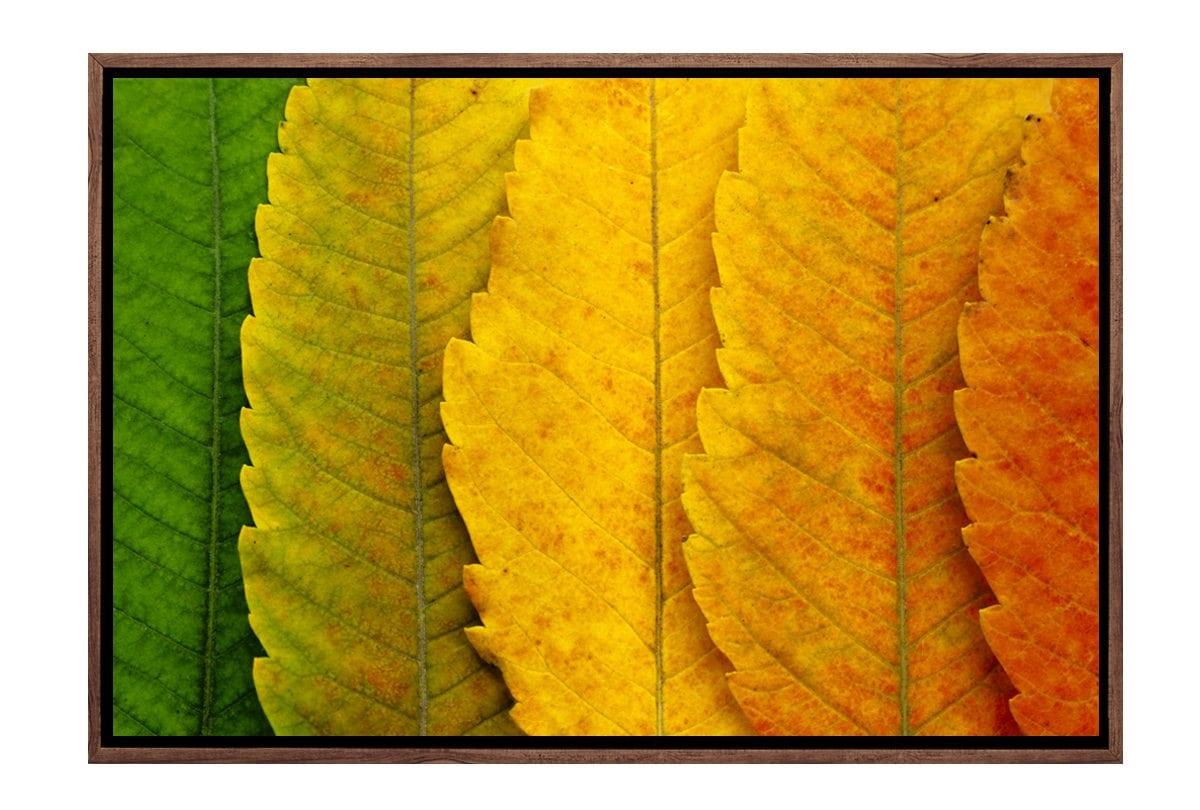 Leaves Close-up | Canvas Art Print - Final Touch Decor