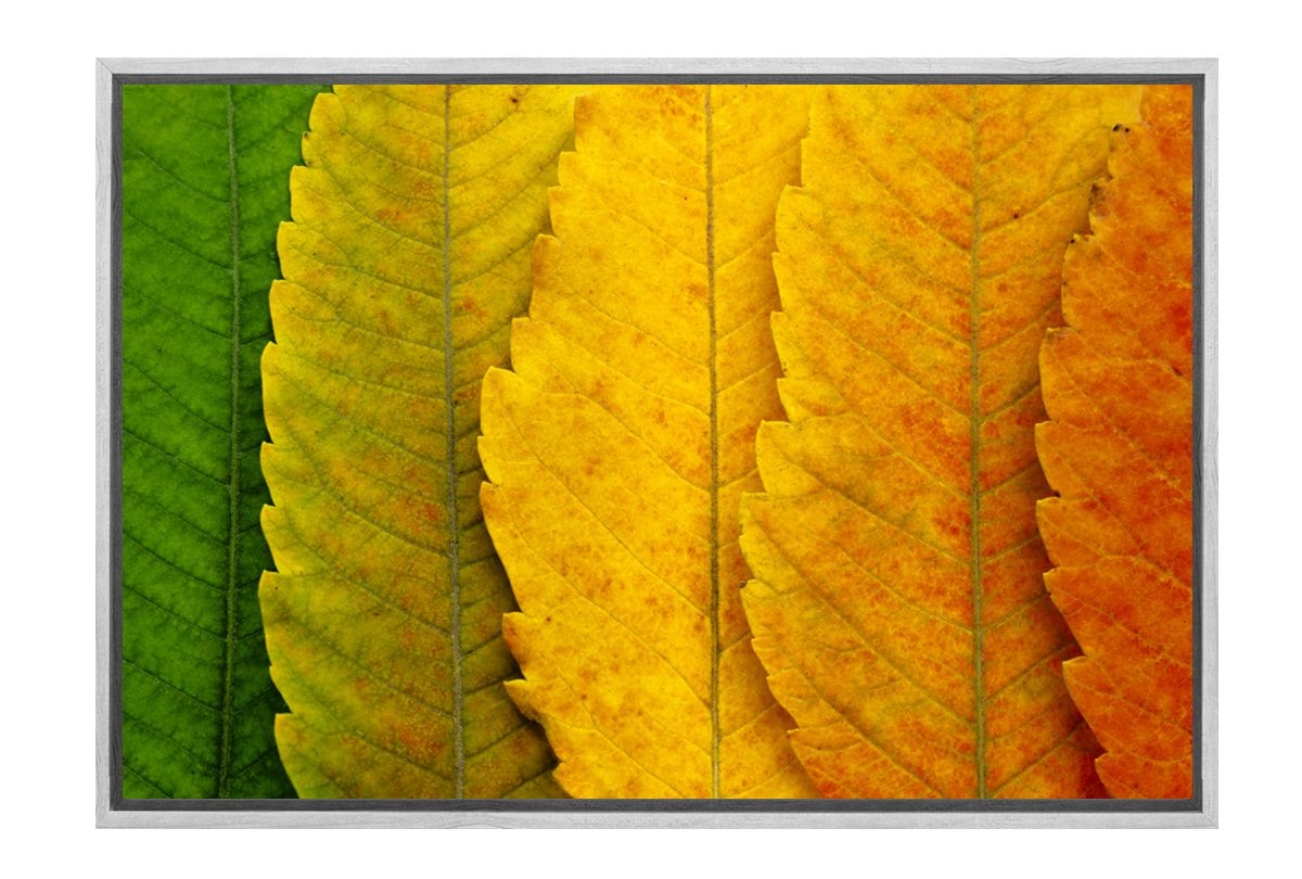 Leaves Close-up | Canvas Art Print - Final Touch Decor