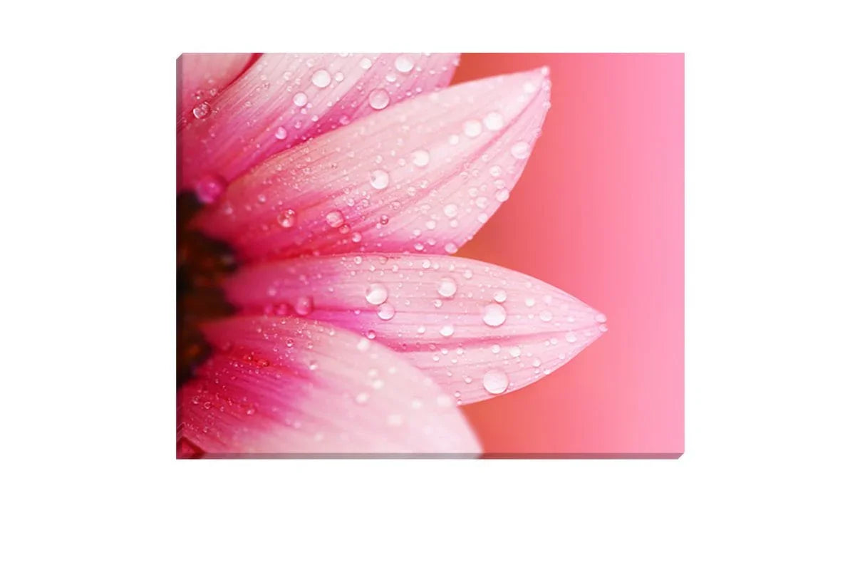 Daisy Pink | Canvas Art Print - Final Touch Decor