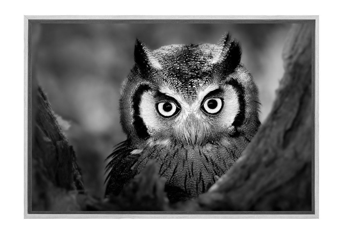 Owl Black and White | Canvas Art Print - Final Touch Decor