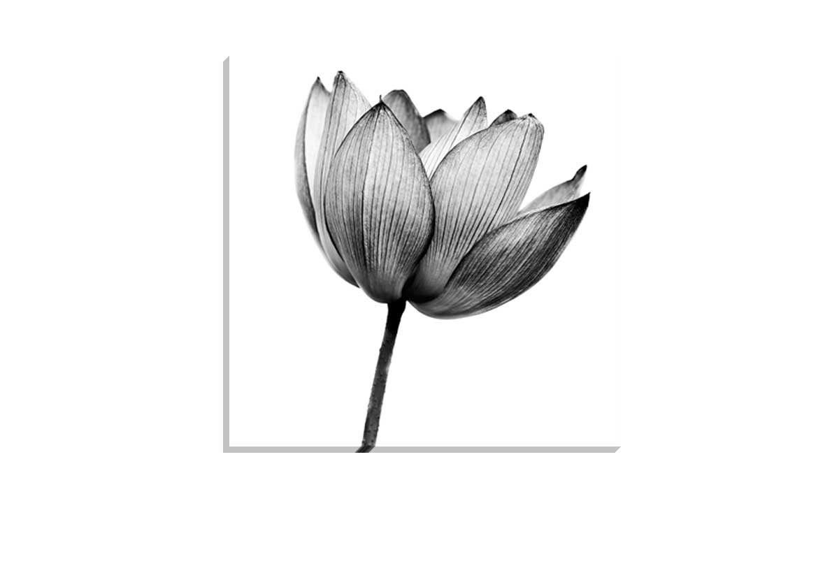 Lotus Flower in Black & White | Canvas Wall Art Print
