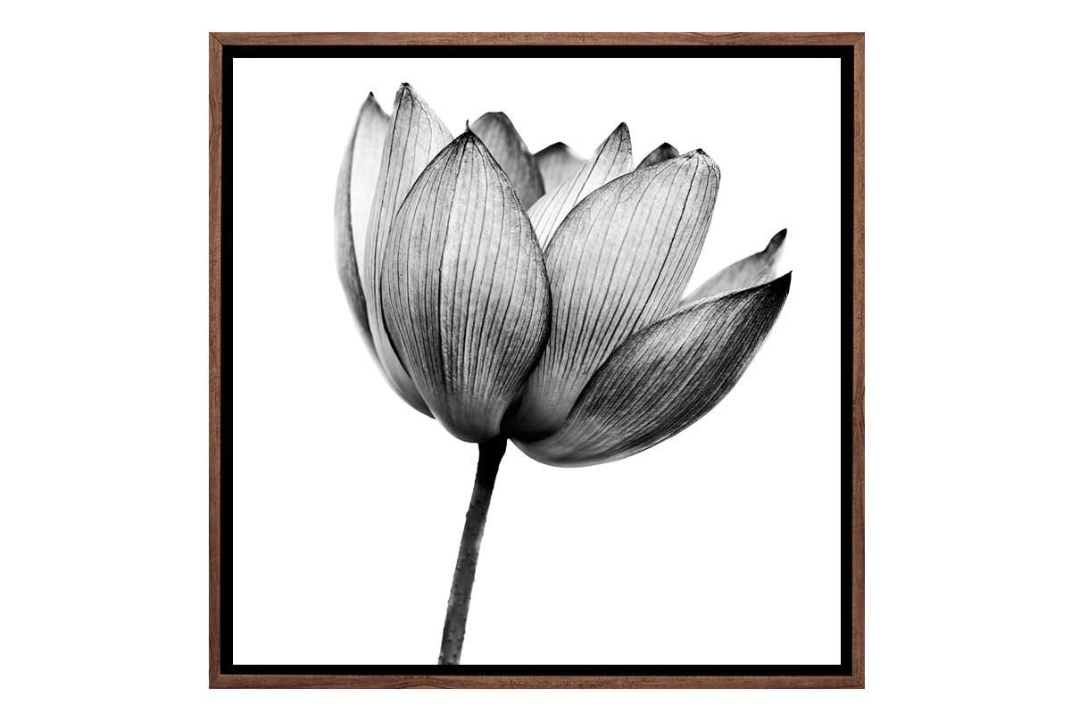 Lotus Flower in Black & White | Canvas Wall Art Print - Final Touch Decor