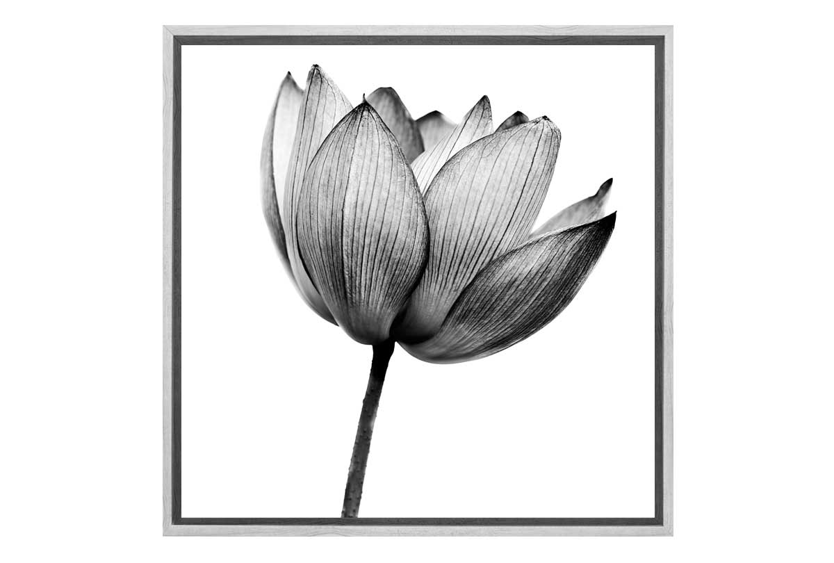 Lotus Flower in Black & White | Canvas Wall Art Print