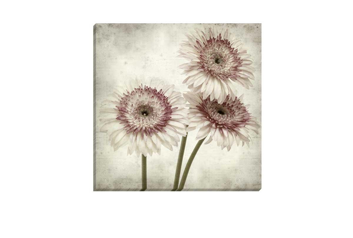 Vintage Daisies | Canvas Wall Art Print - Final Touch Decor