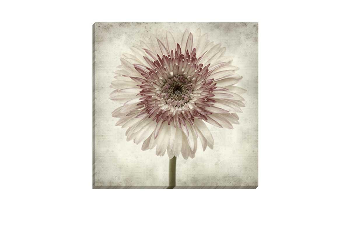 Vintage Daisy | Canvas Wall Art Print - Final Touch Decor