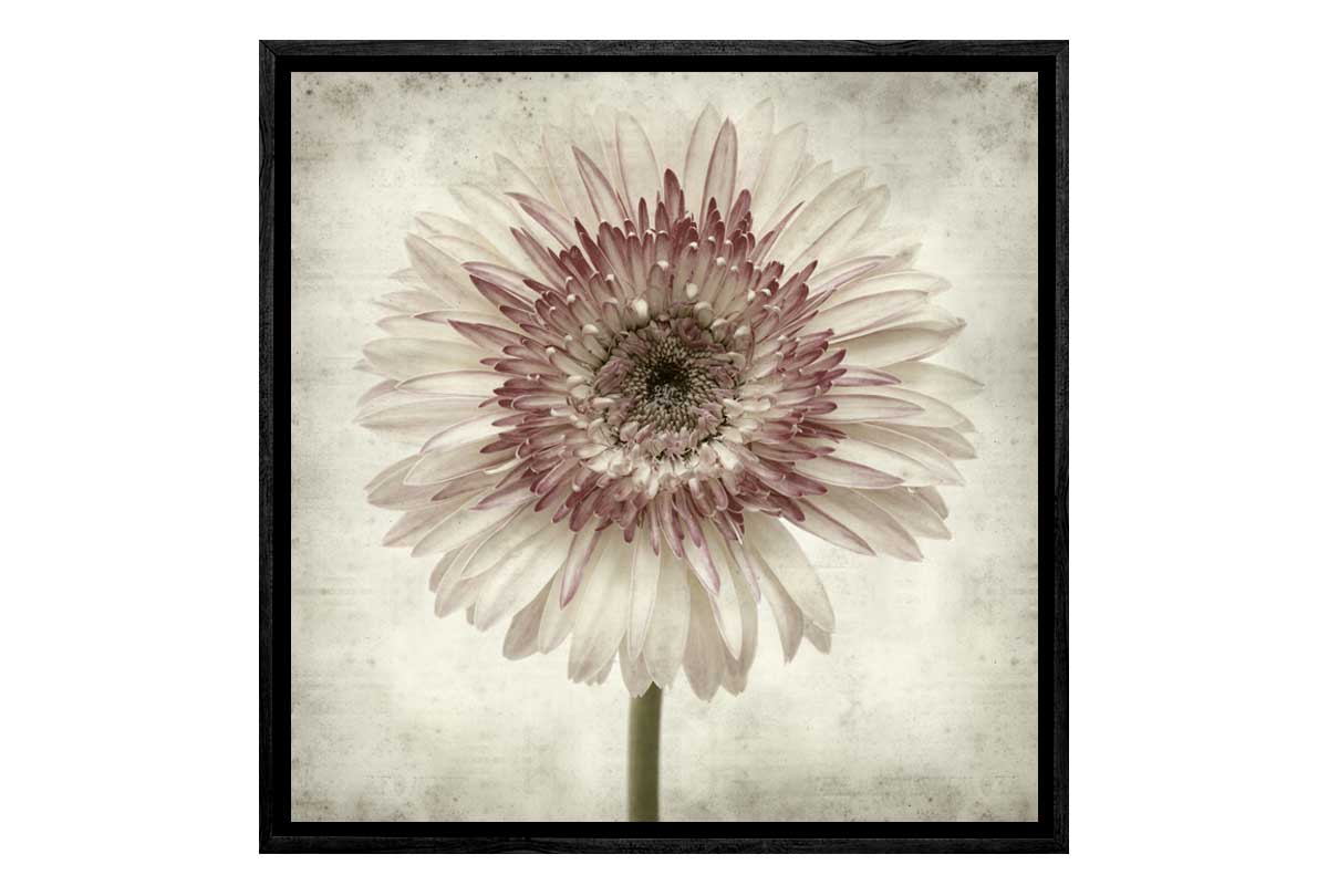 Vintage Daisy | Canvas Wall Art Print - Final Touch Decor