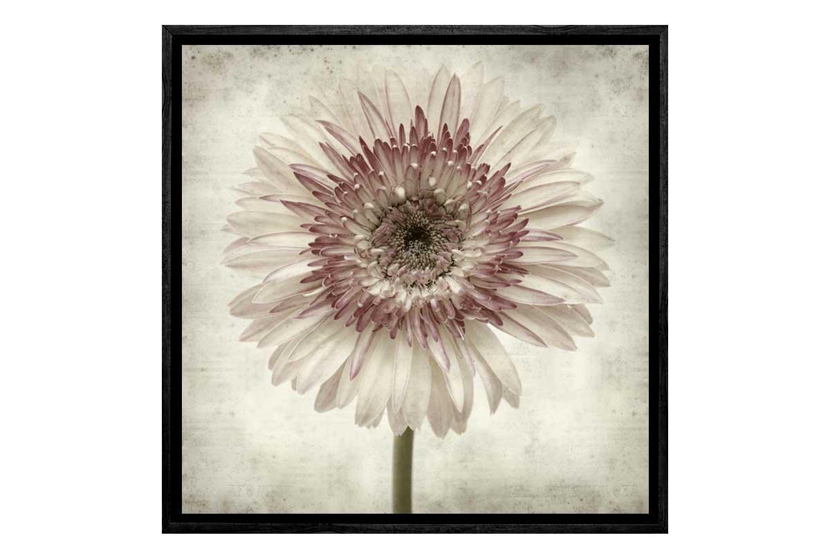 Vintage Daisy | Canvas Wall Art Print - Final Touch Decor