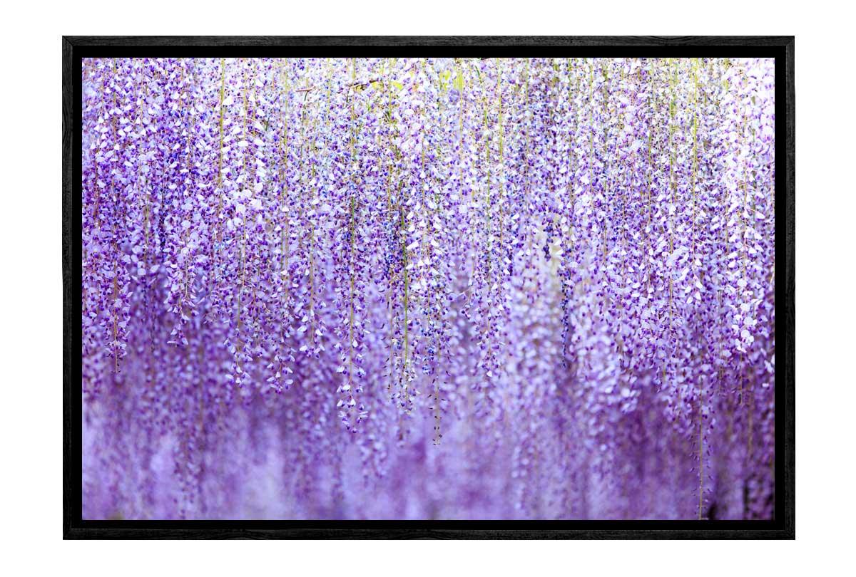 Weeping Wisteria | Canvas Wall Art Print - Final Touch Decor