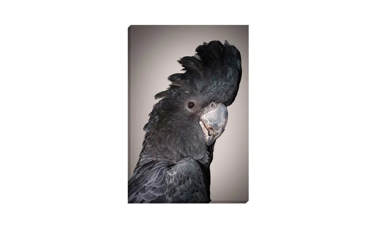 Black Cockatoo | Canvas Wall Art Print - Final Touch Decor