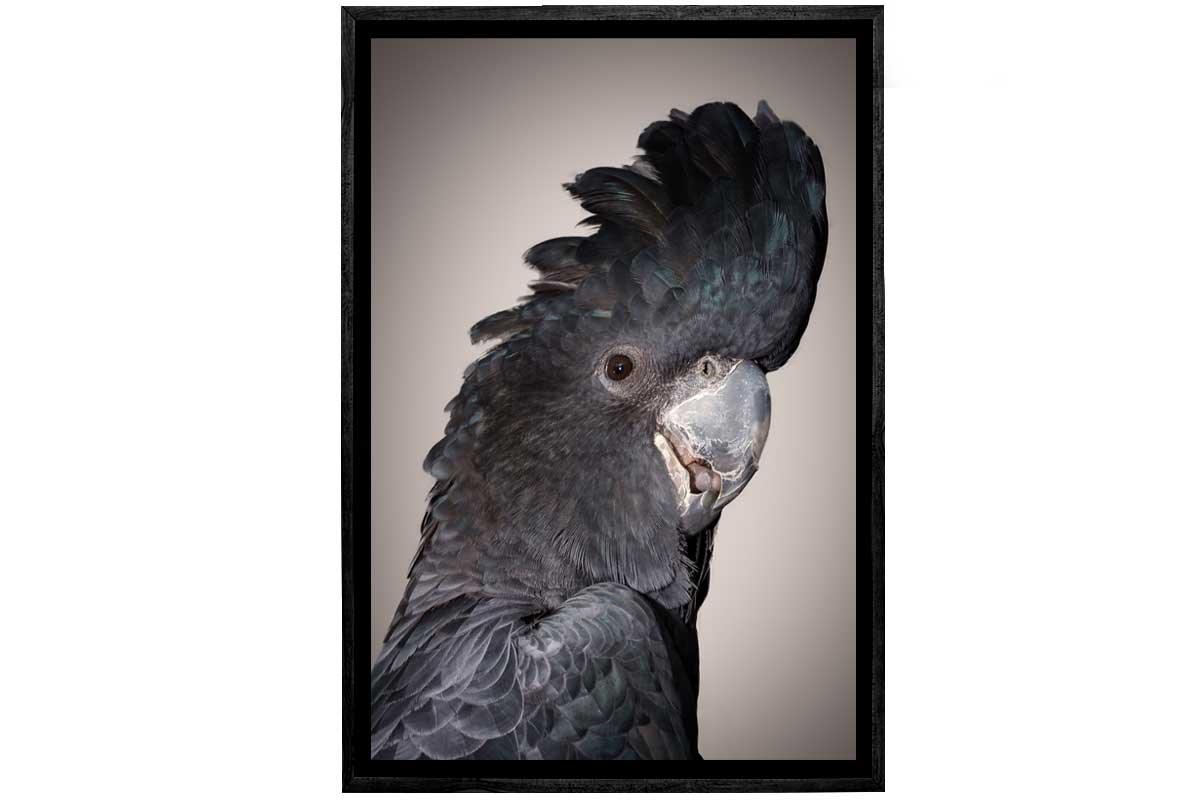 Black Cockatoo | Canvas Wall Art Print - Final Touch Decor