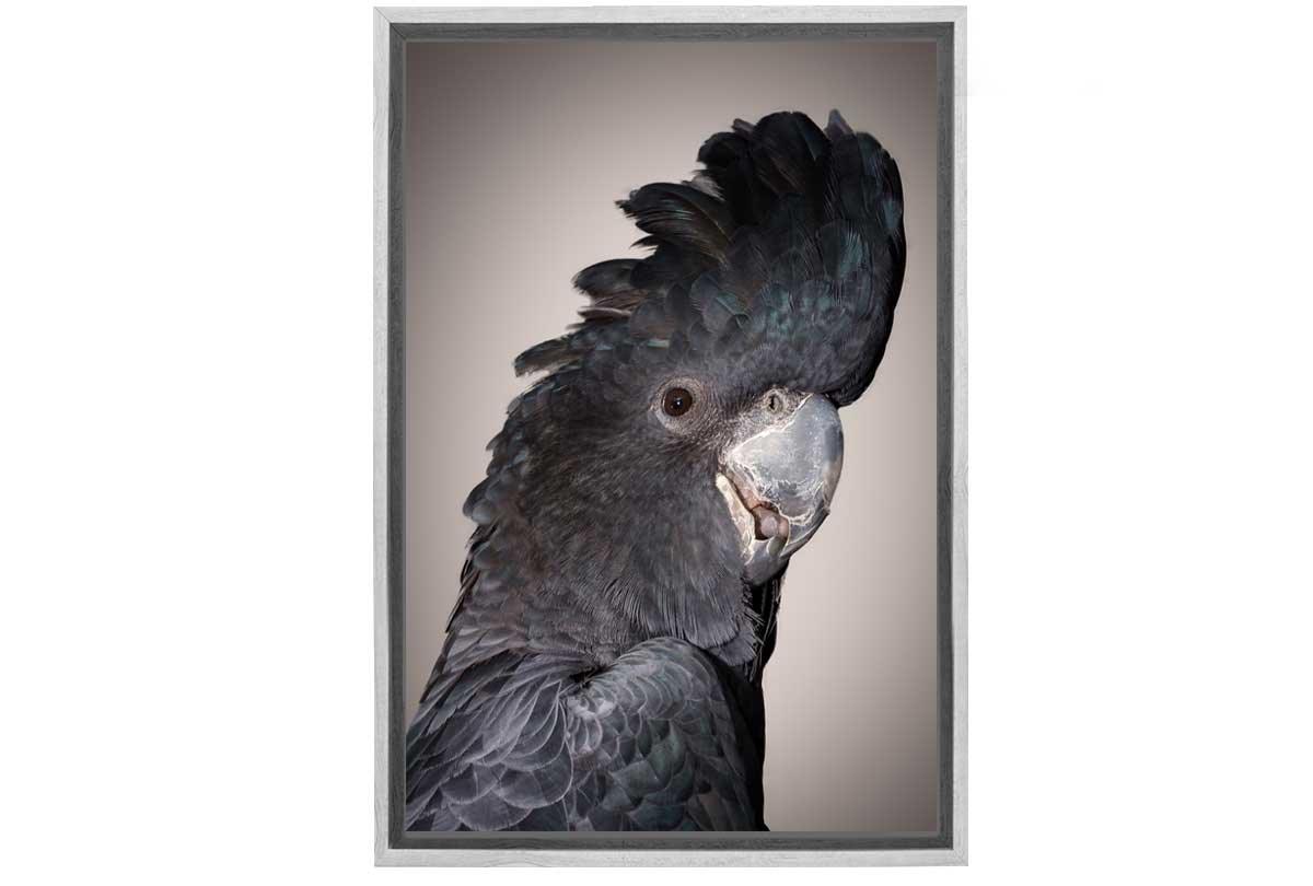 Black Cockatoo | Canvas Wall Art Print - Final Touch Decor