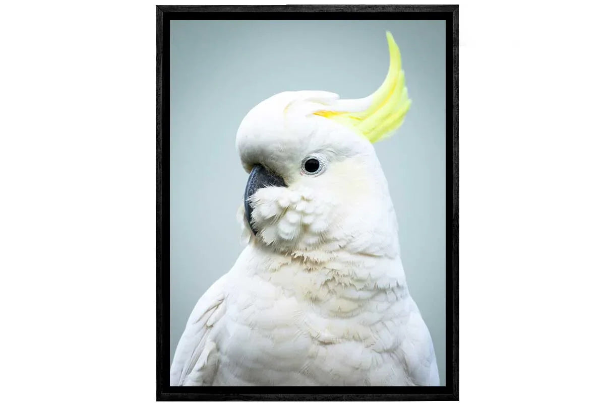 Sulphur-Crested Cockatoo | Canvas Wall Art Print - Final Touch Decor