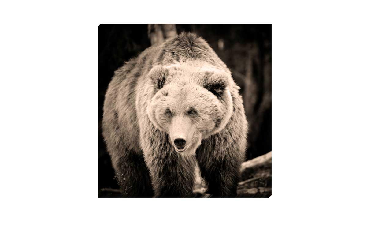 European Brown Bear | Canvas Wall Art Print - Final Touch Decor