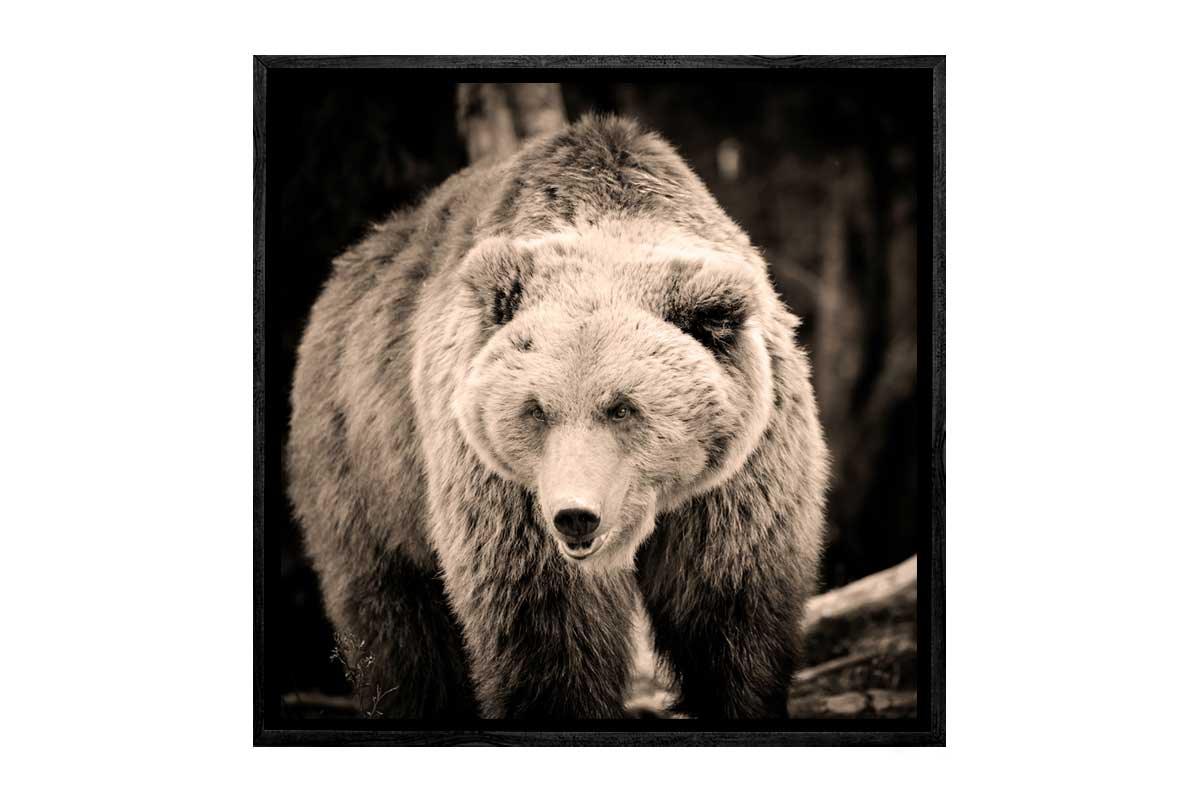 European Brown Bear | Canvas Wall Art Print - Final Touch Decor