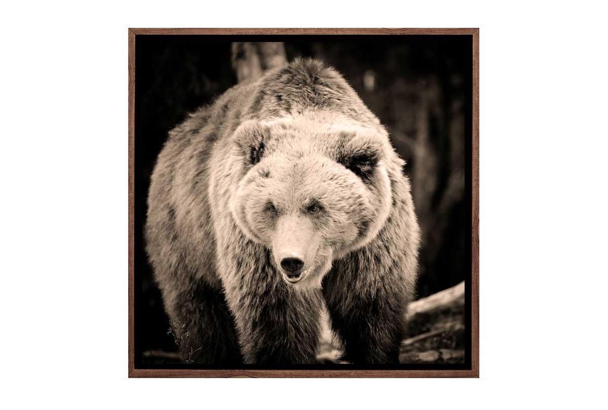 European Brown Bear | Canvas Wall Art Print - Final Touch Decor