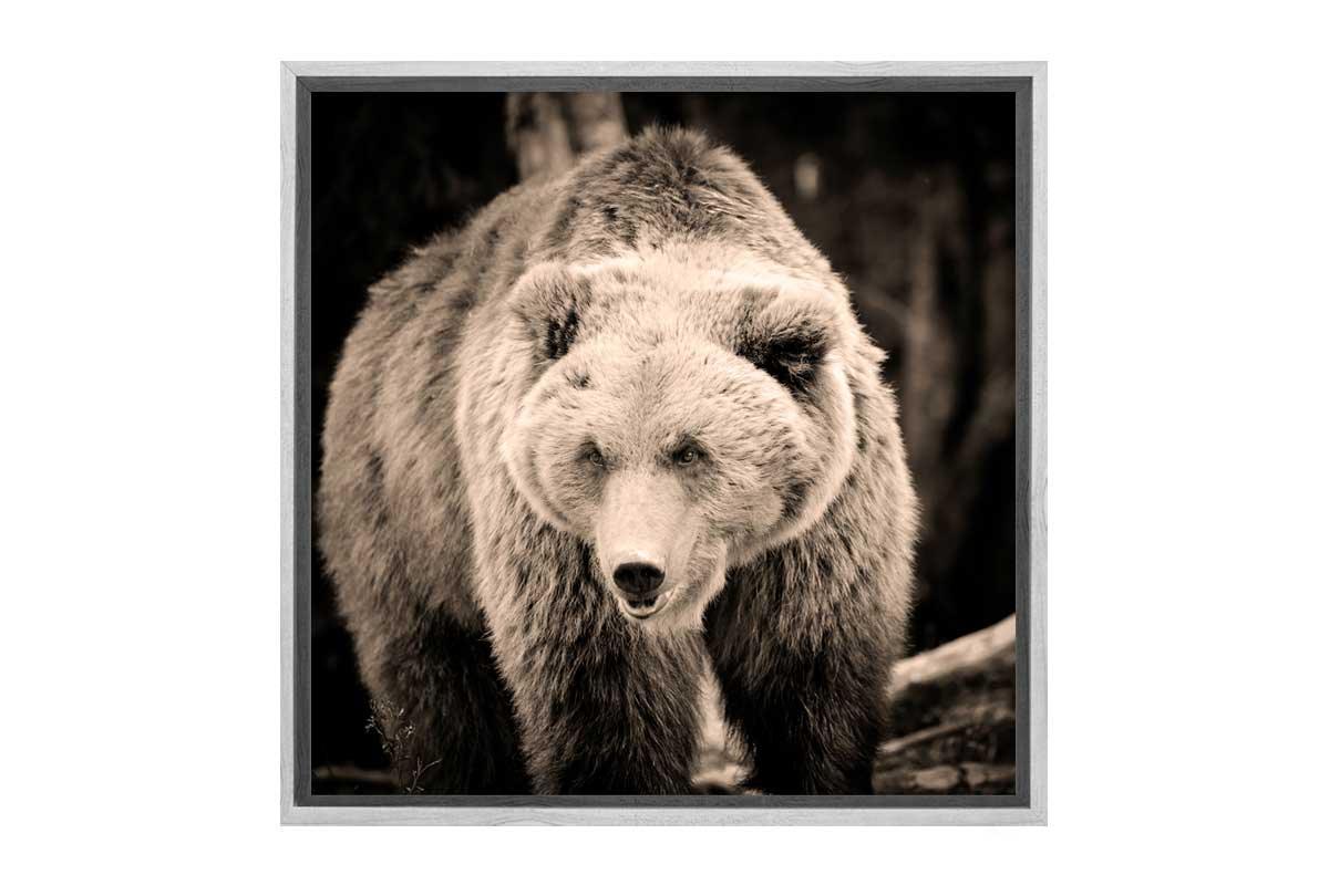 European Brown Bear | Canvas Wall Art Print - Final Touch Decor