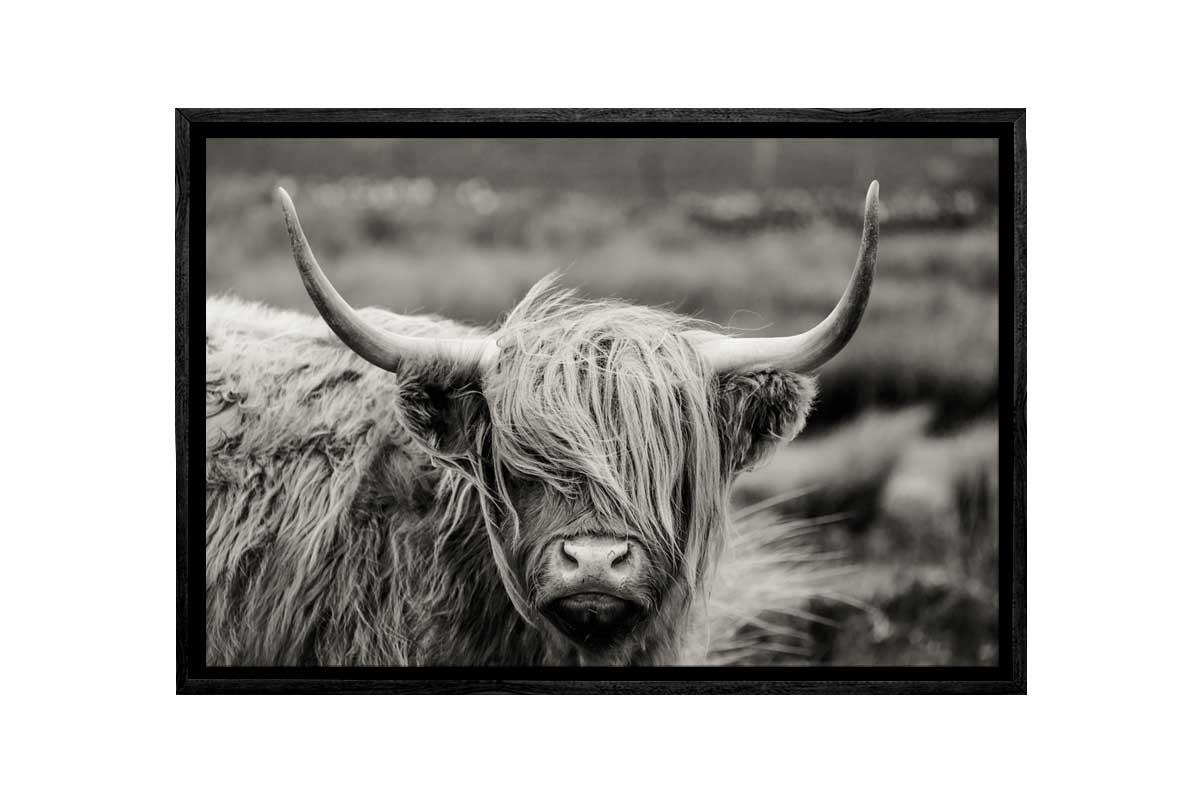 Highland Cow Monochrome | Canvas Wall Art Print - Final Touch Decor