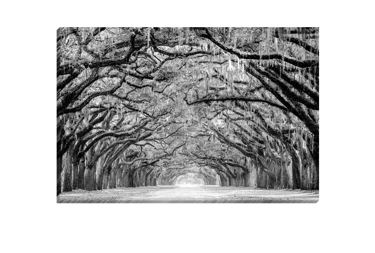 Avenue of Giant Oaks | Canvas Wall Art Print - Final Touch Decor