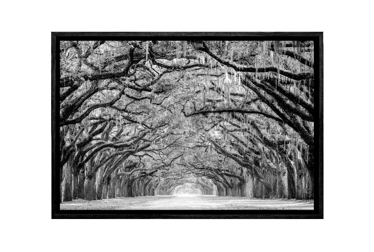 Avenue of Giant Oaks | Canvas Wall Art Print - Final Touch Decor