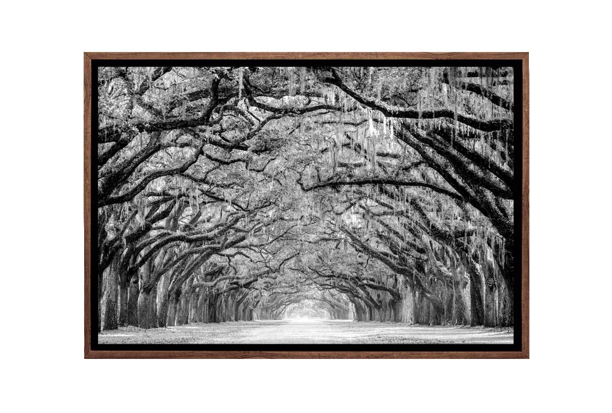 Avenue of Giant Oaks | Canvas Wall Art Print - Final Touch Decor
