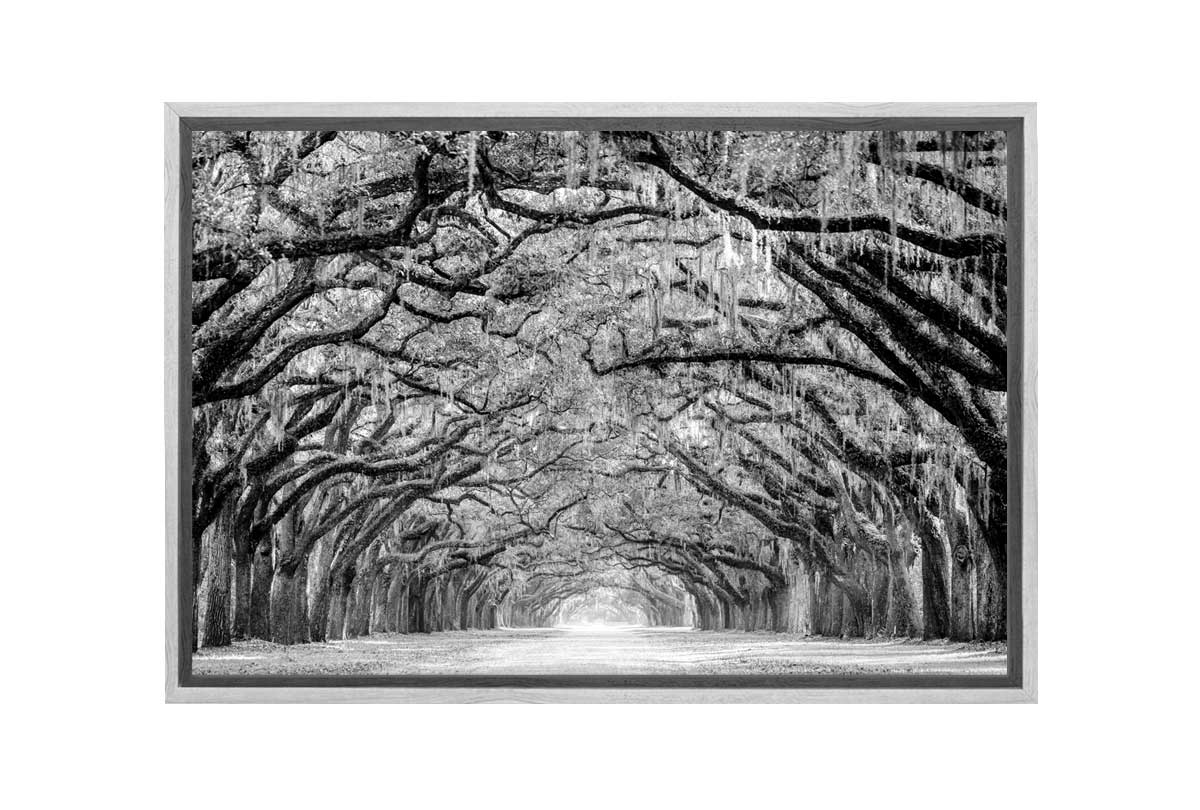 Avenue of Giant Oaks | Canvas Wall Art Print - Final Touch Decor