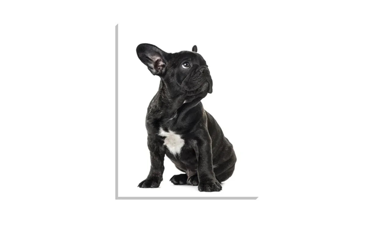 Bulldog Black and White | Canvas Wall Art Print - Final Touch Decor