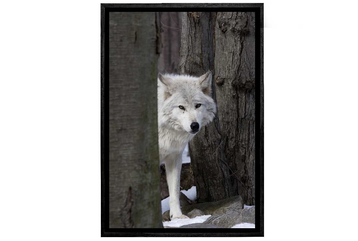 Timber Wolf | Canvas Wall Art Print - Final Touch Decor