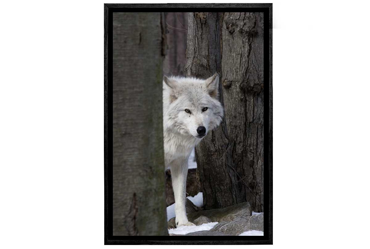Timber Wolf | Canvas Wall Art Print - Final Touch Decor