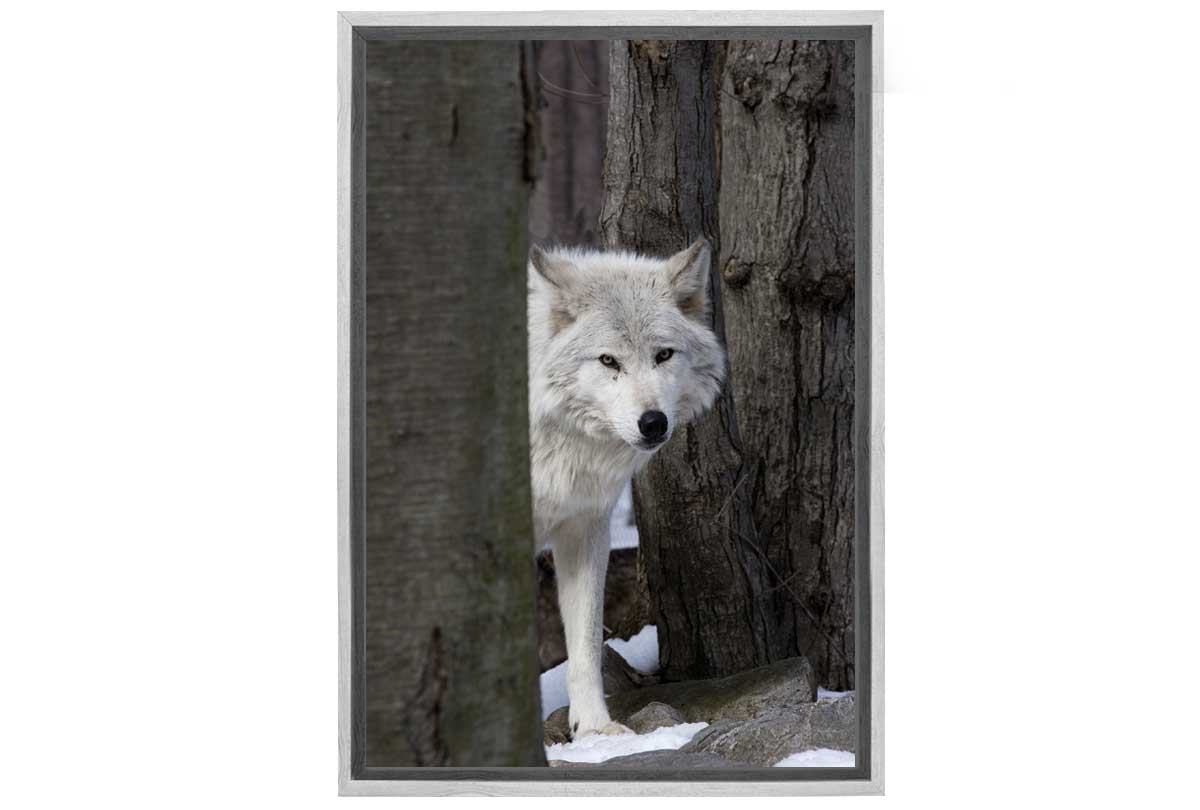 Timber Wolf | Canvas Wall Art Print - Final Touch Decor