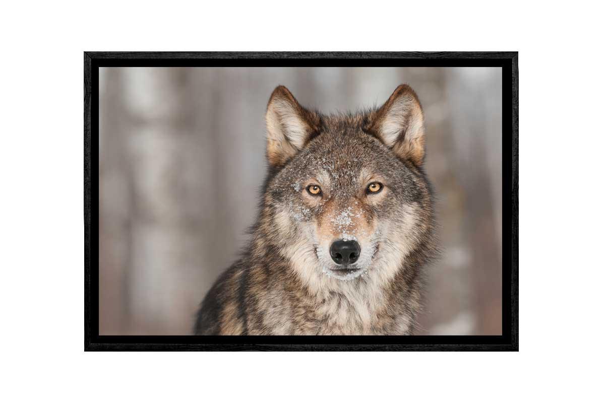 Grey Wolf Portrait | Canvas Wall Art Print - Final Touch Decor