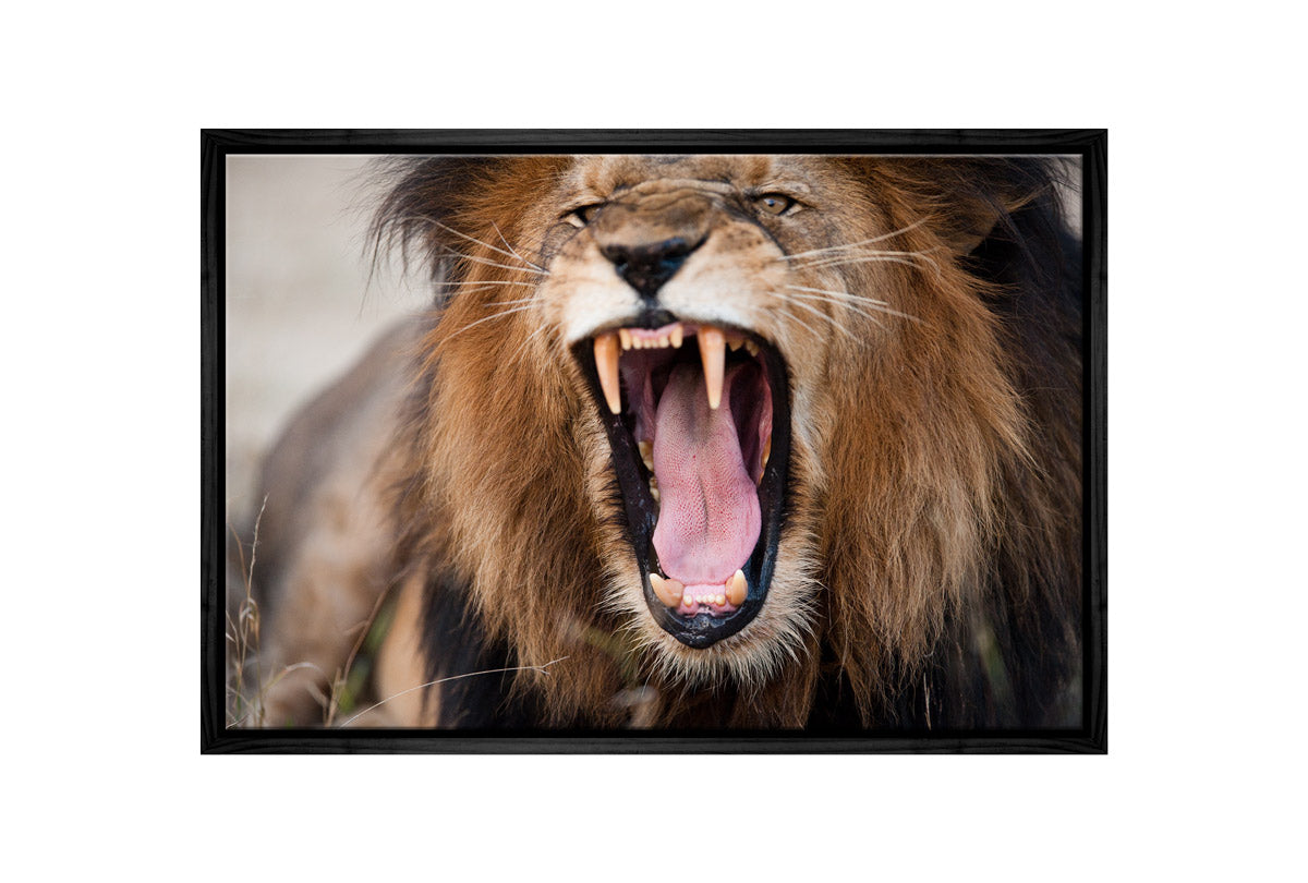 Roaring Lion | Wall Art Print - Final Touch Decor