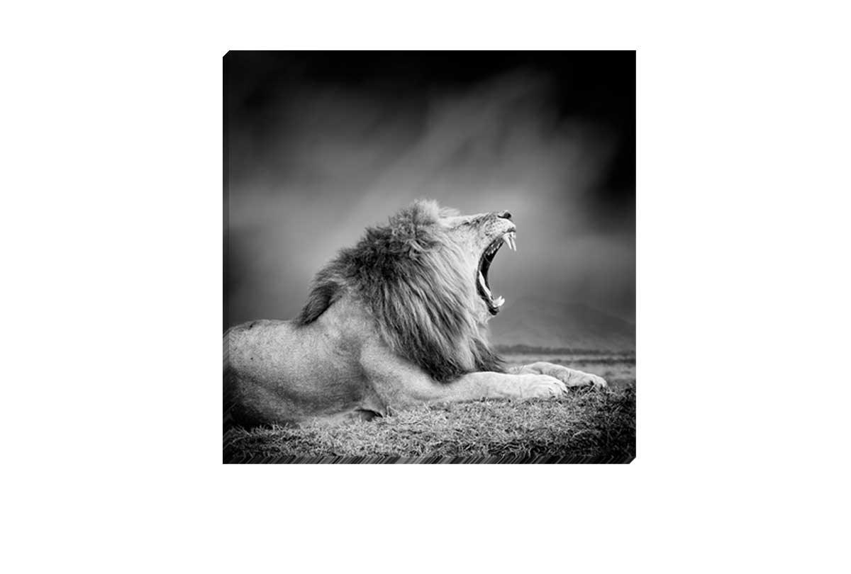 Lion Roar | Animal Canvas Wall Art Print - Final Touch Decor