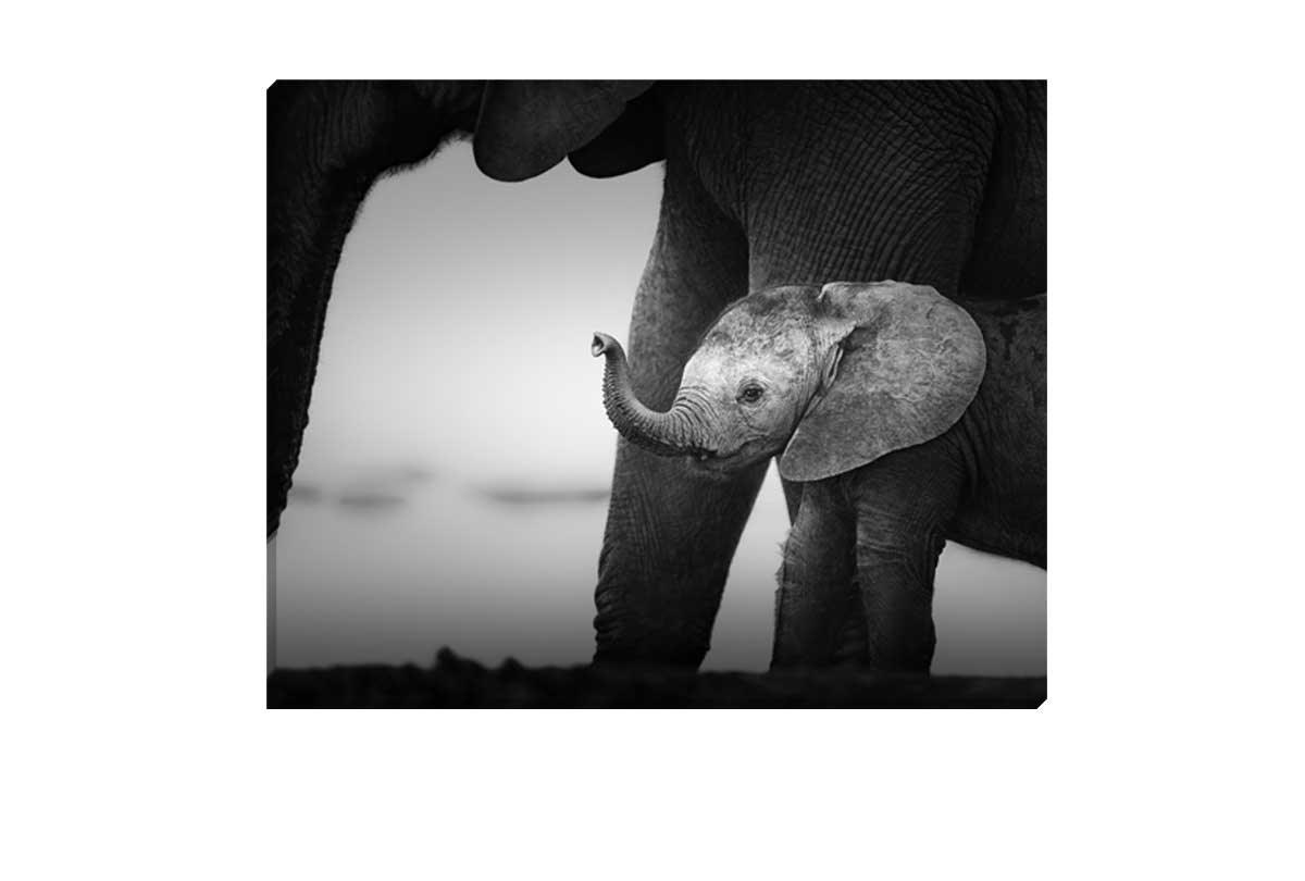 Stay Close Baby | Canvas Art Print - Final Touch Decor