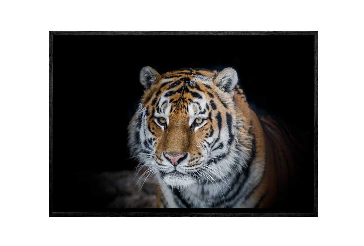 Tiger 1 | Canvas Art Print - Final Touch Decor