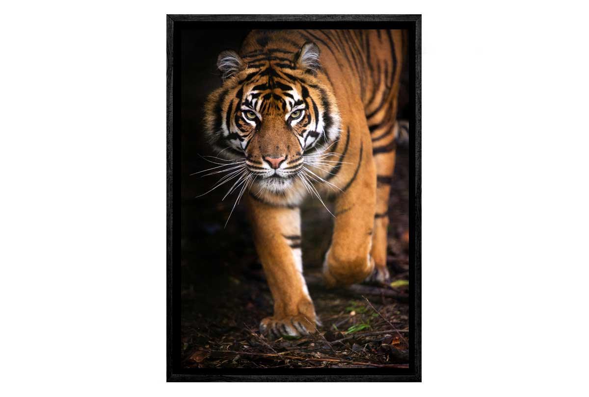 Tiger 3 | Canvas Art Print - Final Touch Decor
