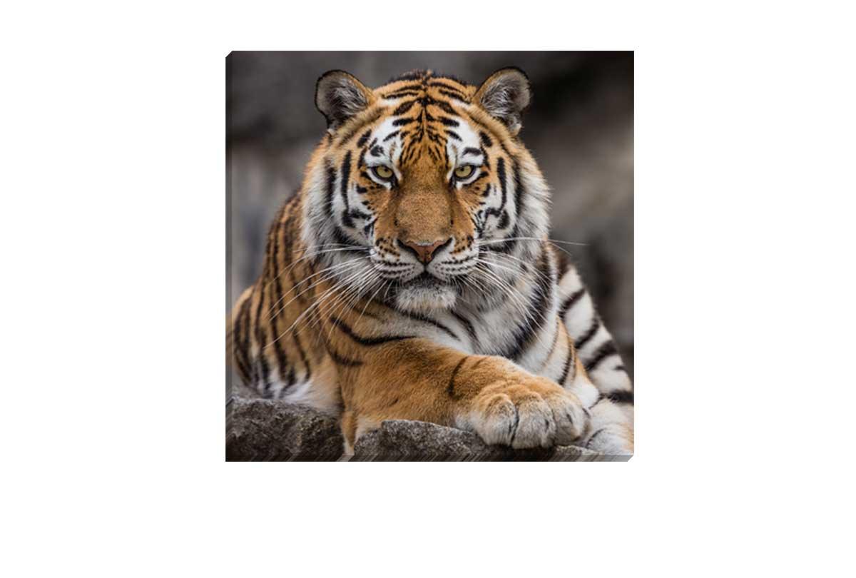 Tiger 4 | Canvas Art Print - Final Touch Decor
