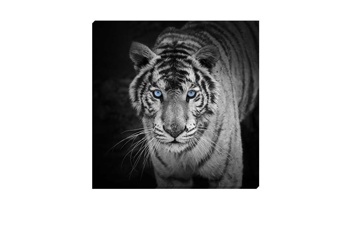 White Tiger 2 | Canvas Art Print - Final Touch Decor
