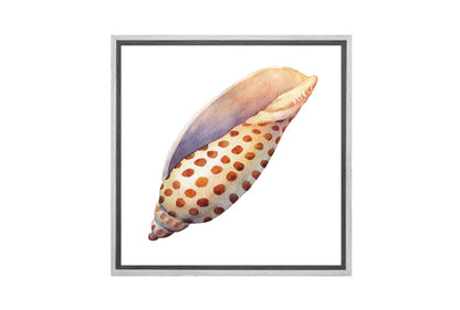 Junonia Sea Shell | Canvas Wall Art Print