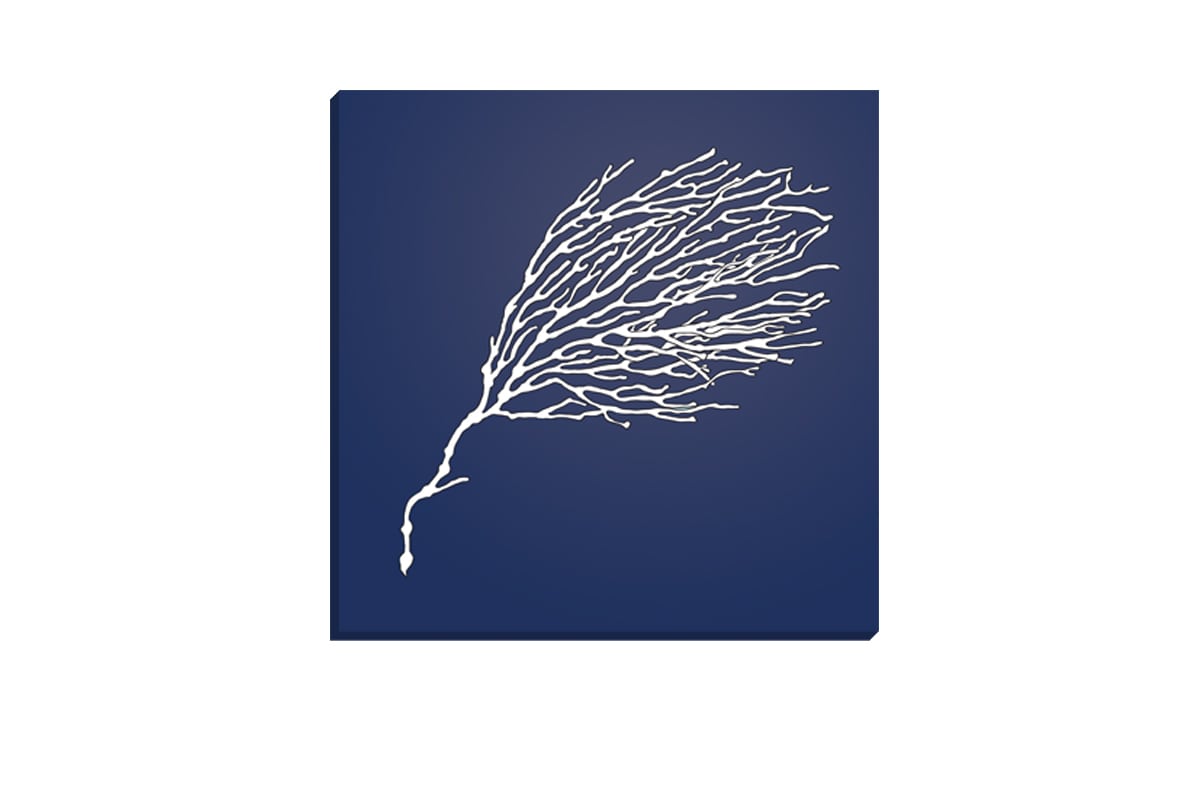 Fan Coral White on Navy | Canvas Wall Art Print