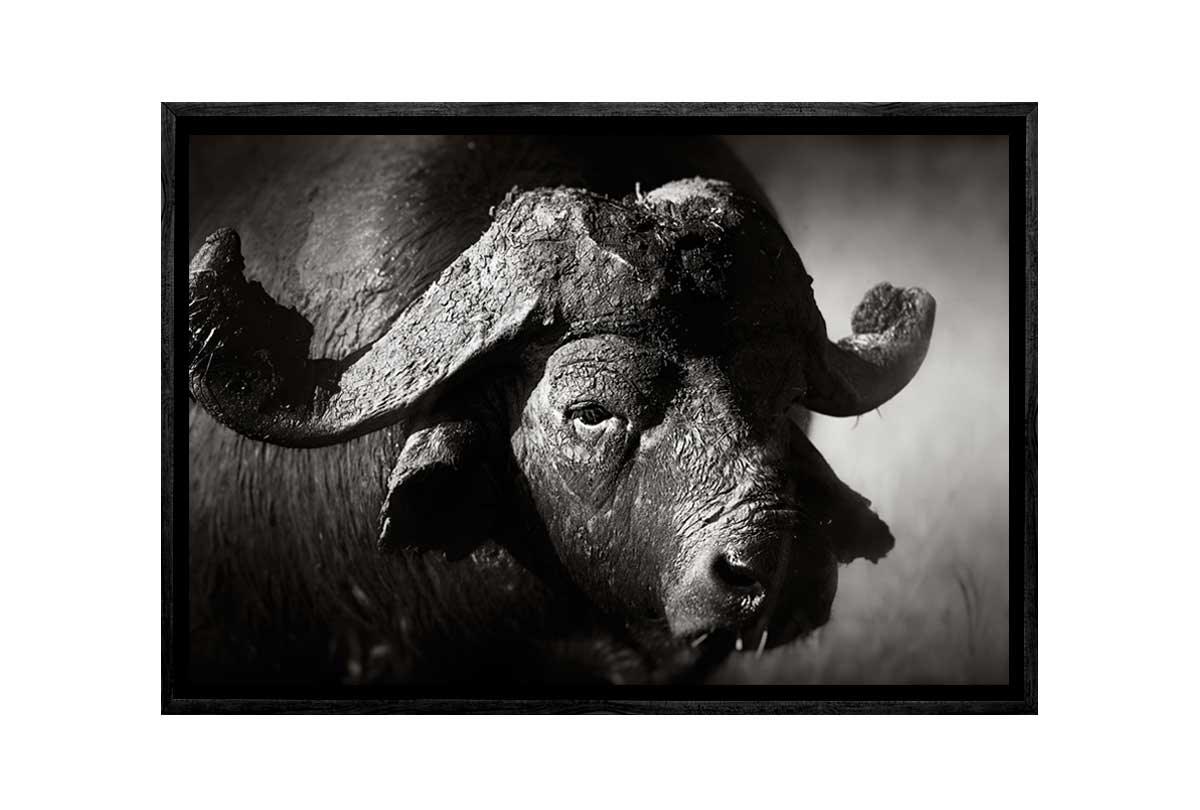 Buffalo | Animal Canvas Wall Art Print - Final Touch Decor