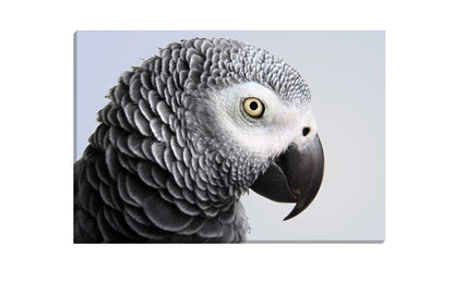 Grey African Parrot | Canvas Wall Art Print
