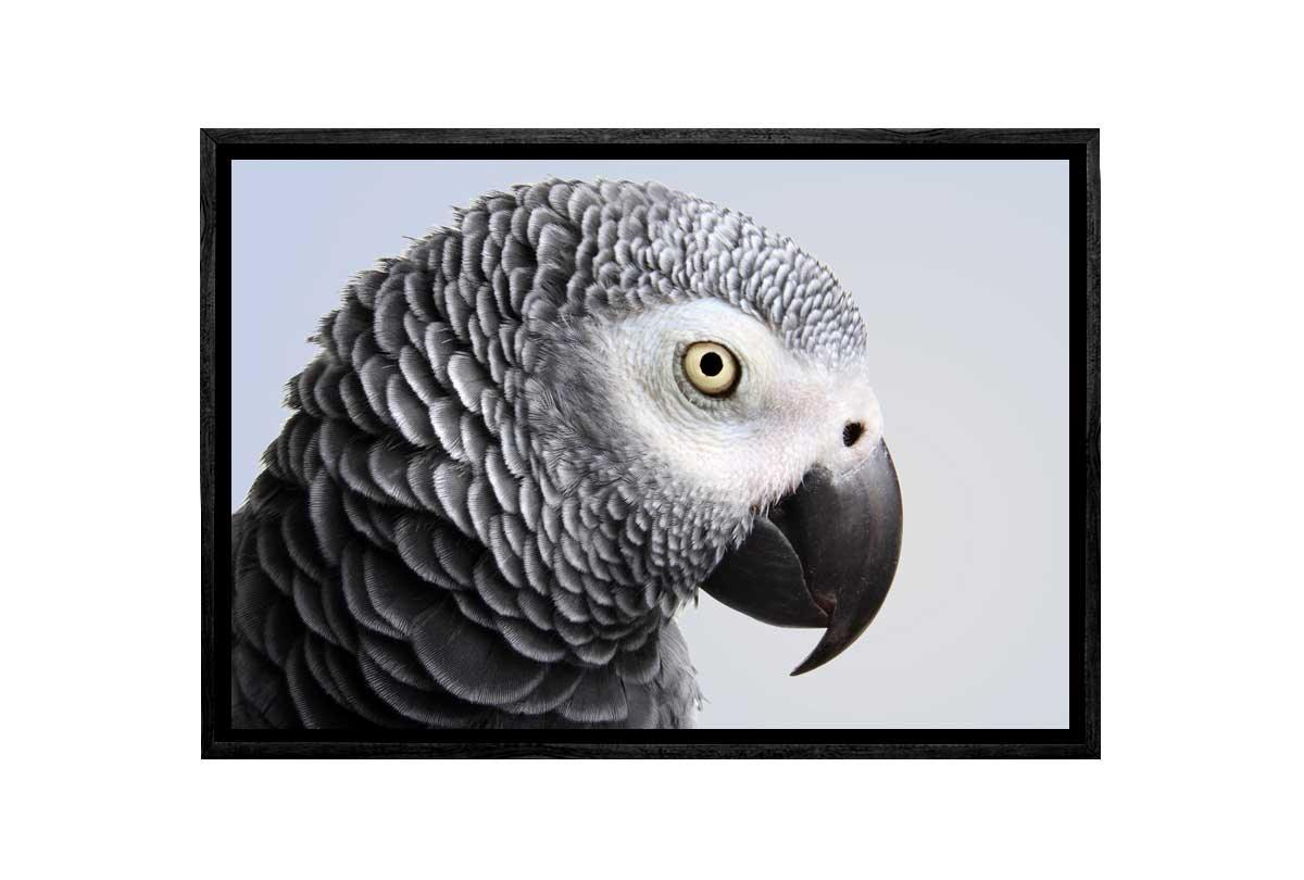 Grey African Parrot | Canvas Wall Art Print - Final Touch Decor