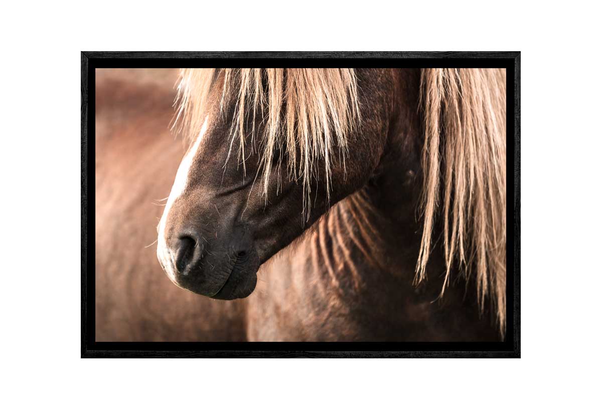 Icelandic Horse 3 | Canvas Wall Art Print - Final Touch Decor